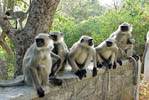 mt abu rajasthan india, mt abu hotels, hotels in mount abu, tariff of mount abu hotels, images of mount abu hotels, booking of mount abu hotels through website email e-mail phone telephone